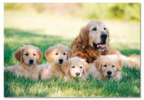 golden retriever dog. girlfriend golden retriever