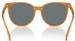 Coach CW428 HC8414BD Sunglasses Women's Round Shape